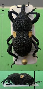 Rhyephenes squamiger